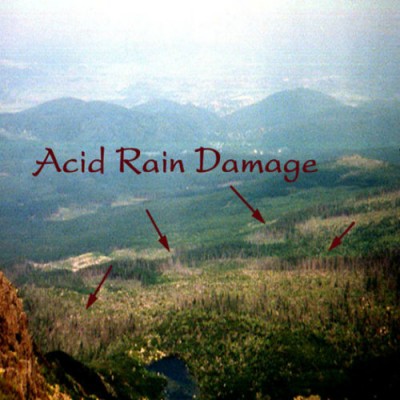 Acid+rain+damage+to+plants