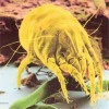 Dust Mite are present in dust particles