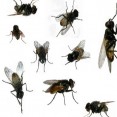 How To Get Rid Of Flies In The House