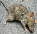 Dead Rat Smell Harmful To Health