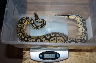 How To Breed A Pet Snake In Your House