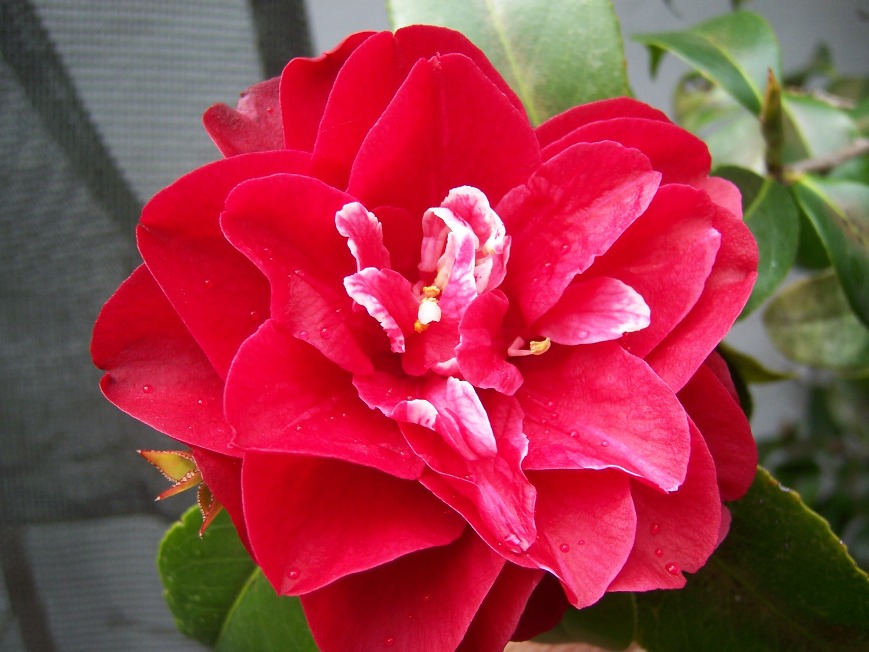 Camellias plant