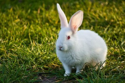 How to Install a Rabbit Proof Fence