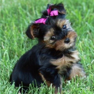 Breed Yorkshire Terriers