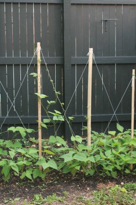 How to Build a Trellis for Growing Pole Beans