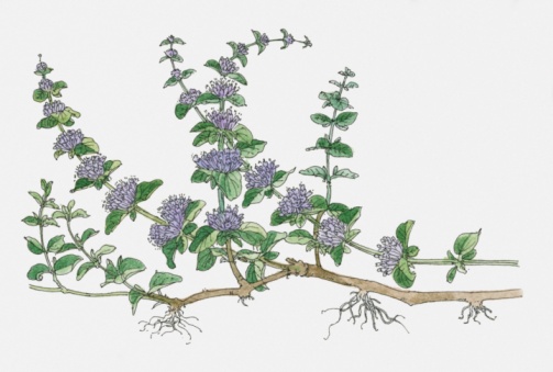 Tips about How to Grow Pennyroyal at Home