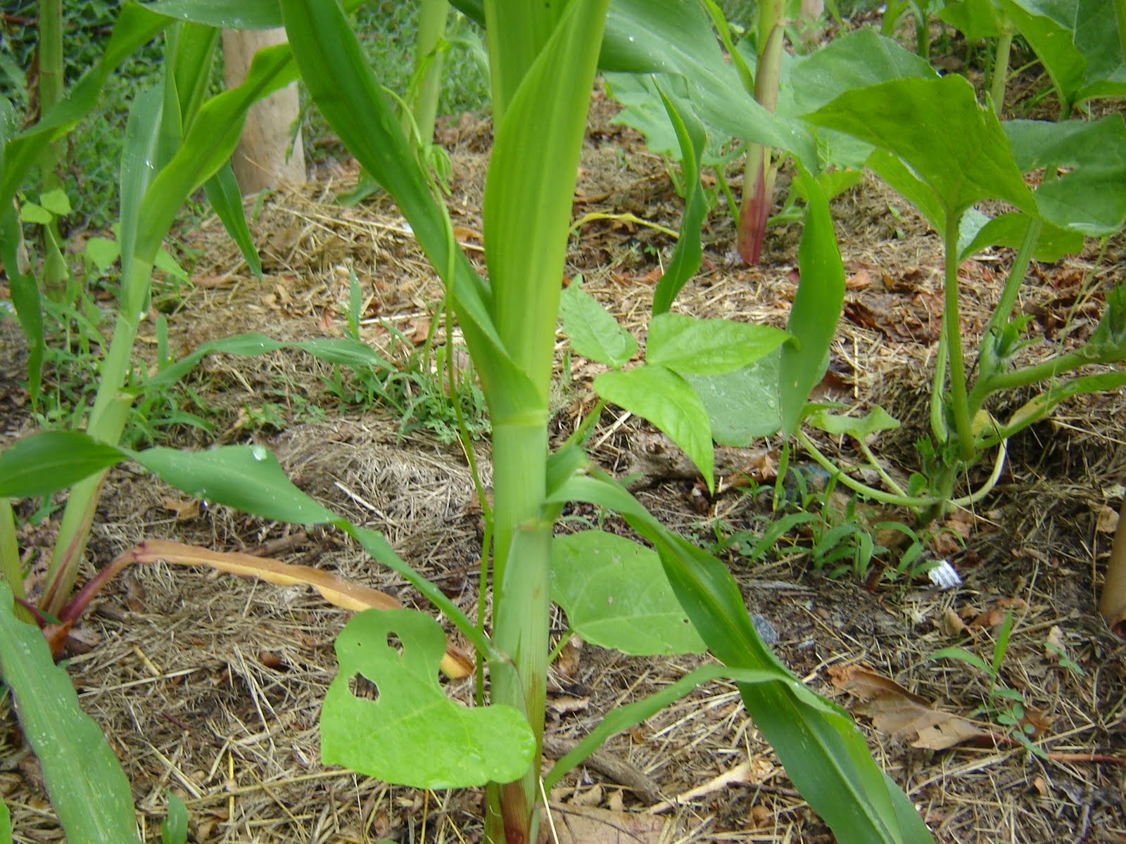 How To Grow Pole Beans With Corn