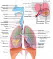 Difference Between Esophagus and Trachea