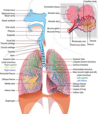 Difference Between Esophagus and Trachea