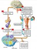 Difference Between FSH And LH Hormones