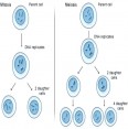 Difference Between Mitosis and Meiosis