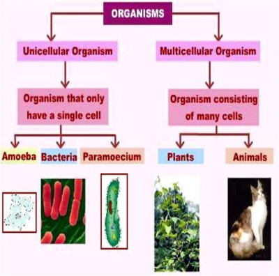 multicellular unicellular organisms