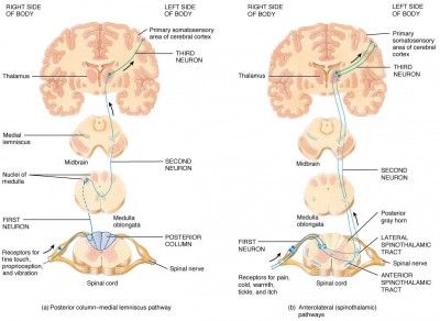 Difference between Cranial and Spinal Nerves2