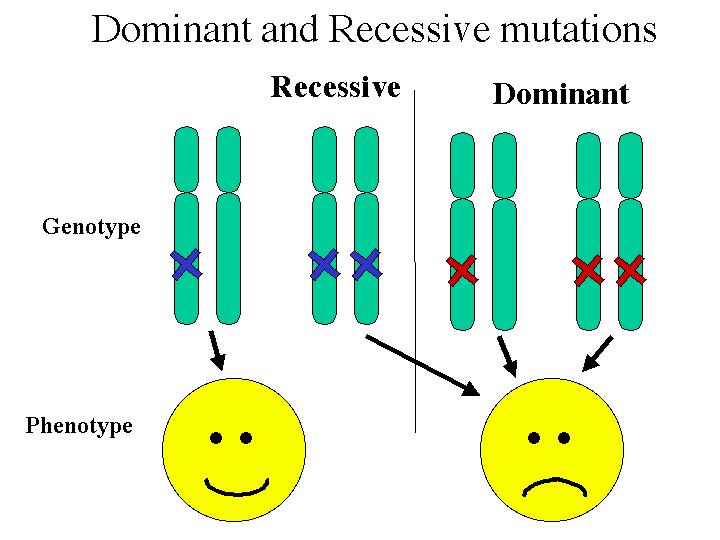 What Are Dominant And Recessive Alleles Yourgenome Images And Photos 