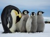 Emperor penguin with chicks