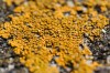 Yellow lichen growing on rock, close-up, differential focus