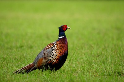 How to Feed Pheasants in Winter