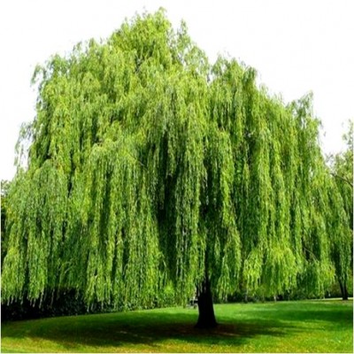 How to Grow a Willow Tree