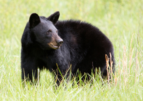 Tips about How to Photograph Black Bears