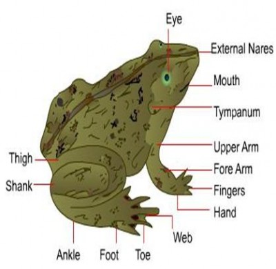 Difference between Anatomy and Morphology