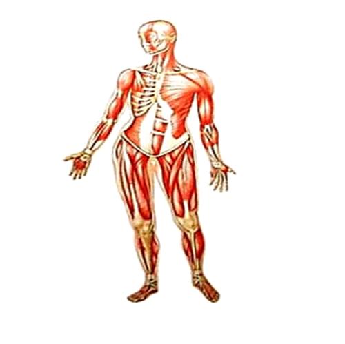 Difference Between Voluntary And Involuntary Muscles