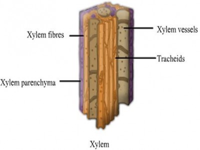 tracheids vessels