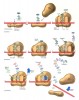 Translation in DNA