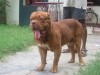 French Mastiff