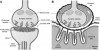 Dissimilarity between Synapse and Synaptic Cleft