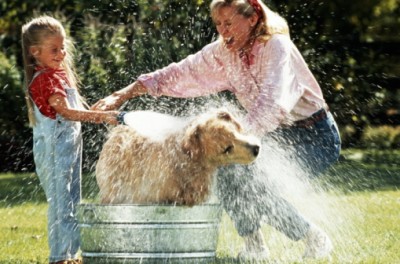 How to Wash Your Dog