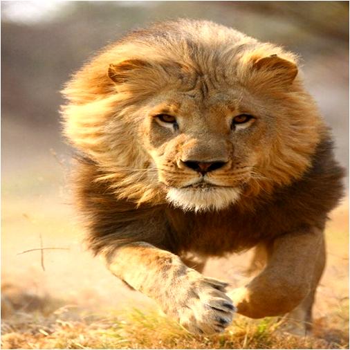 Top 10 Amazing Facts About Lions