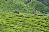 Munnar