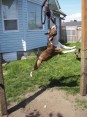 How to Build a Spring Pole for Dogs