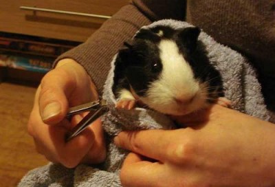 How to Trim Guinea Pig Nails